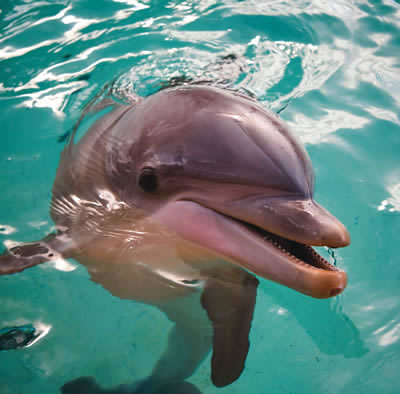 Bottlenose_Dolphin.jpg