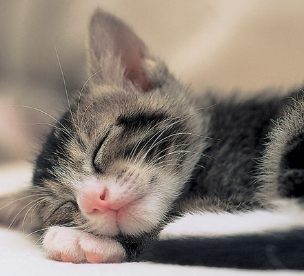 Emoticon%20-%20SleepingCat.jpg