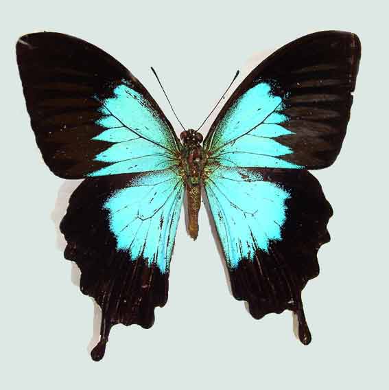 motyl2.jpg