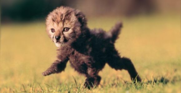 homming-gepard-1.jpg