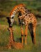 2300-8494~Giraffes-Posters.jpg