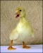 Quack_Fu_by_Prussian.jpg